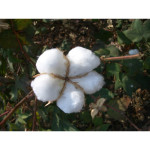 Долен чаршаф Памучен перкал - 160х280 см.